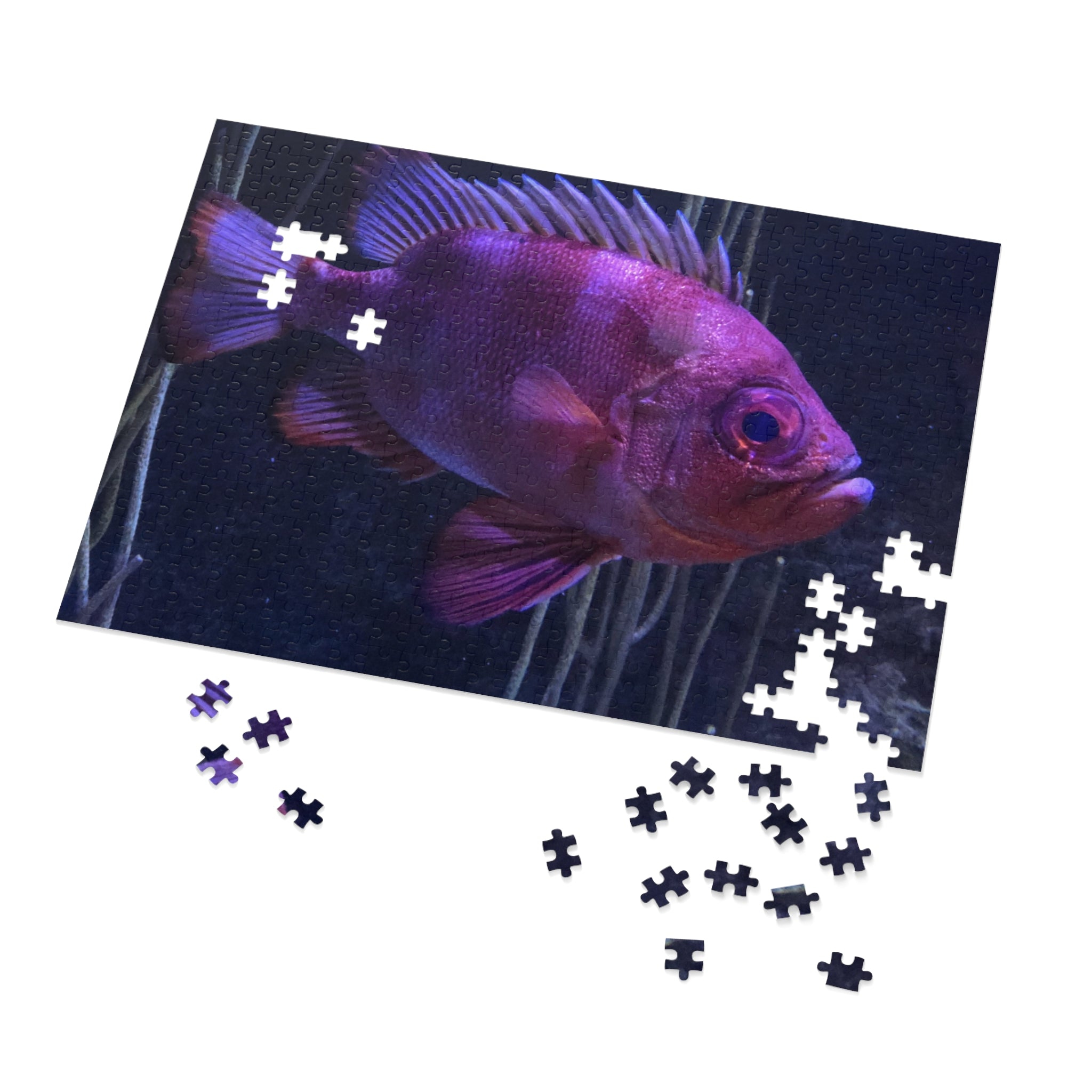 Popeye Catalufa Jigsaw Puzzle — Fish Puzzle with Tin Gift Box