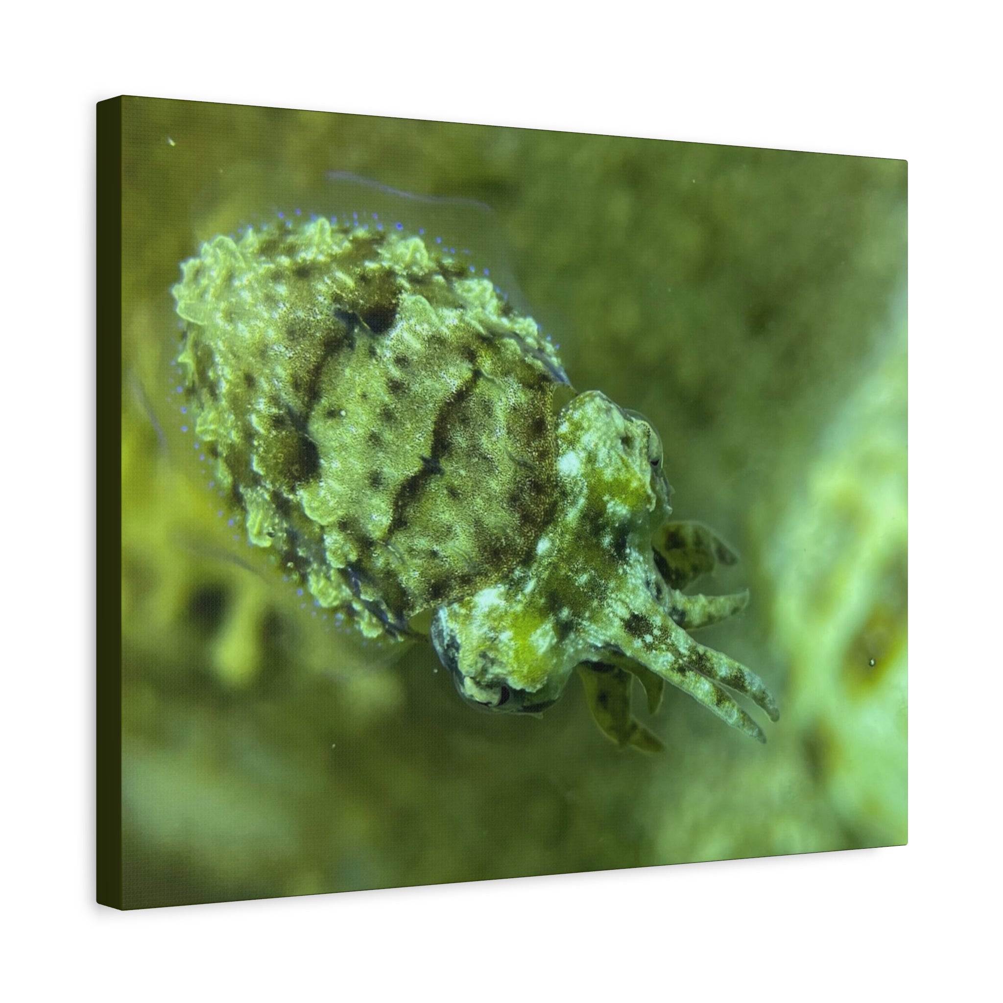 Dwarf Cuttlefish Canvas Print — Matte Stretched Sea Life Wall Art