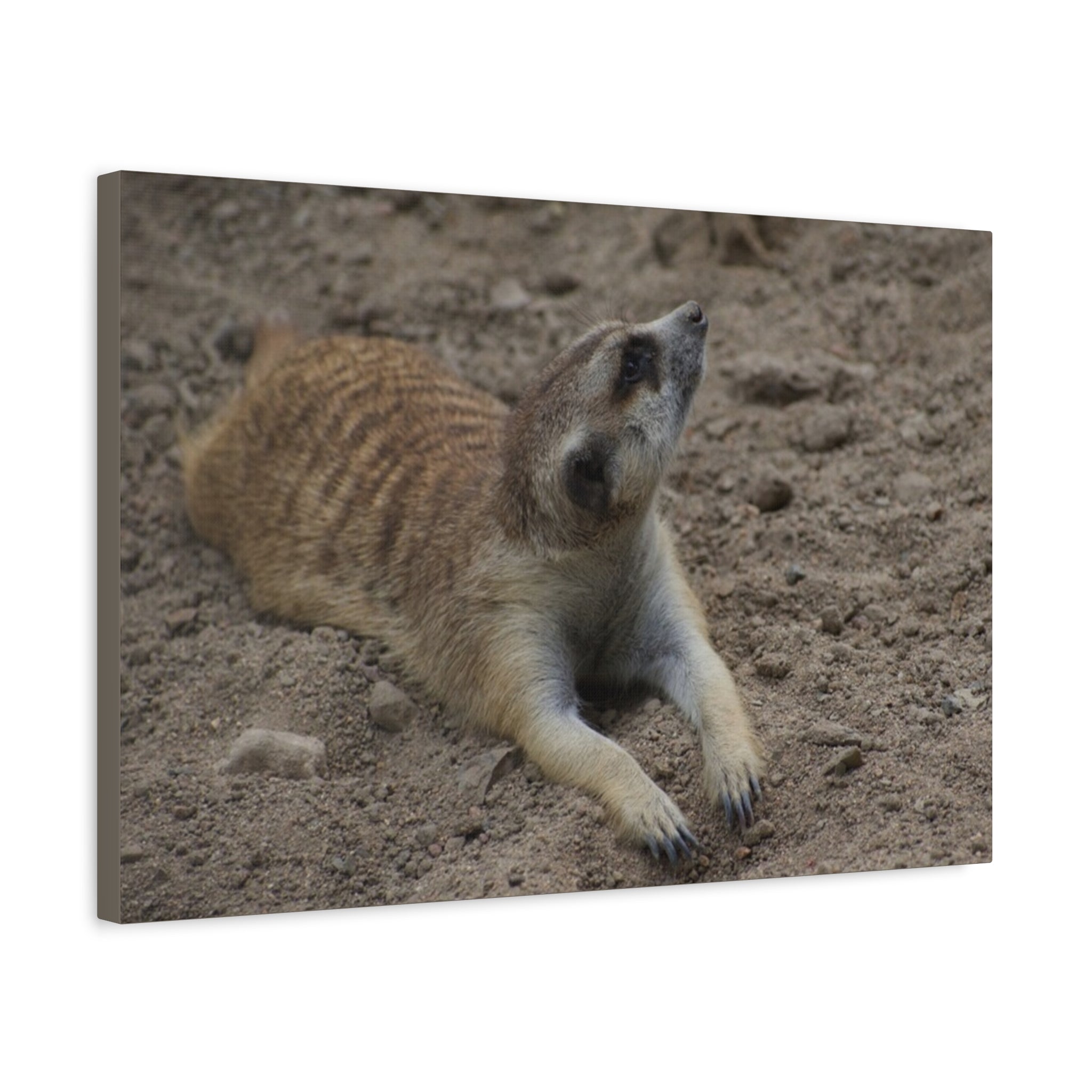 Meerkat Stretch Canvas Wall Art – Relaxed Desert Wildlife Print