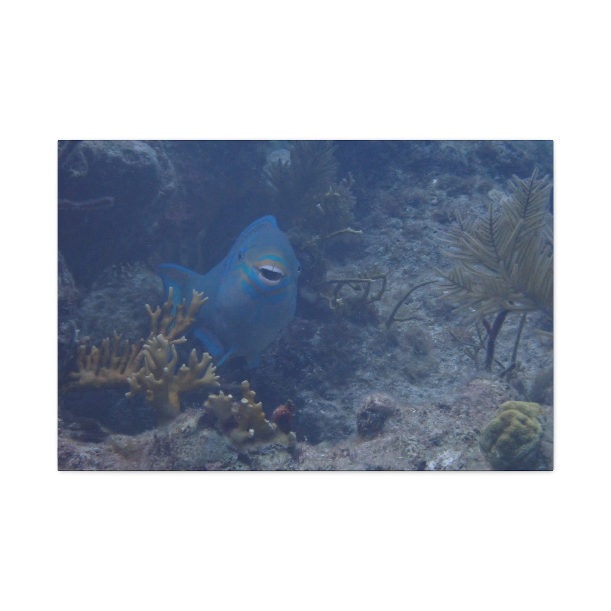 Underwater Parrotfish Canvas Print — Tropical Reef Wall Art