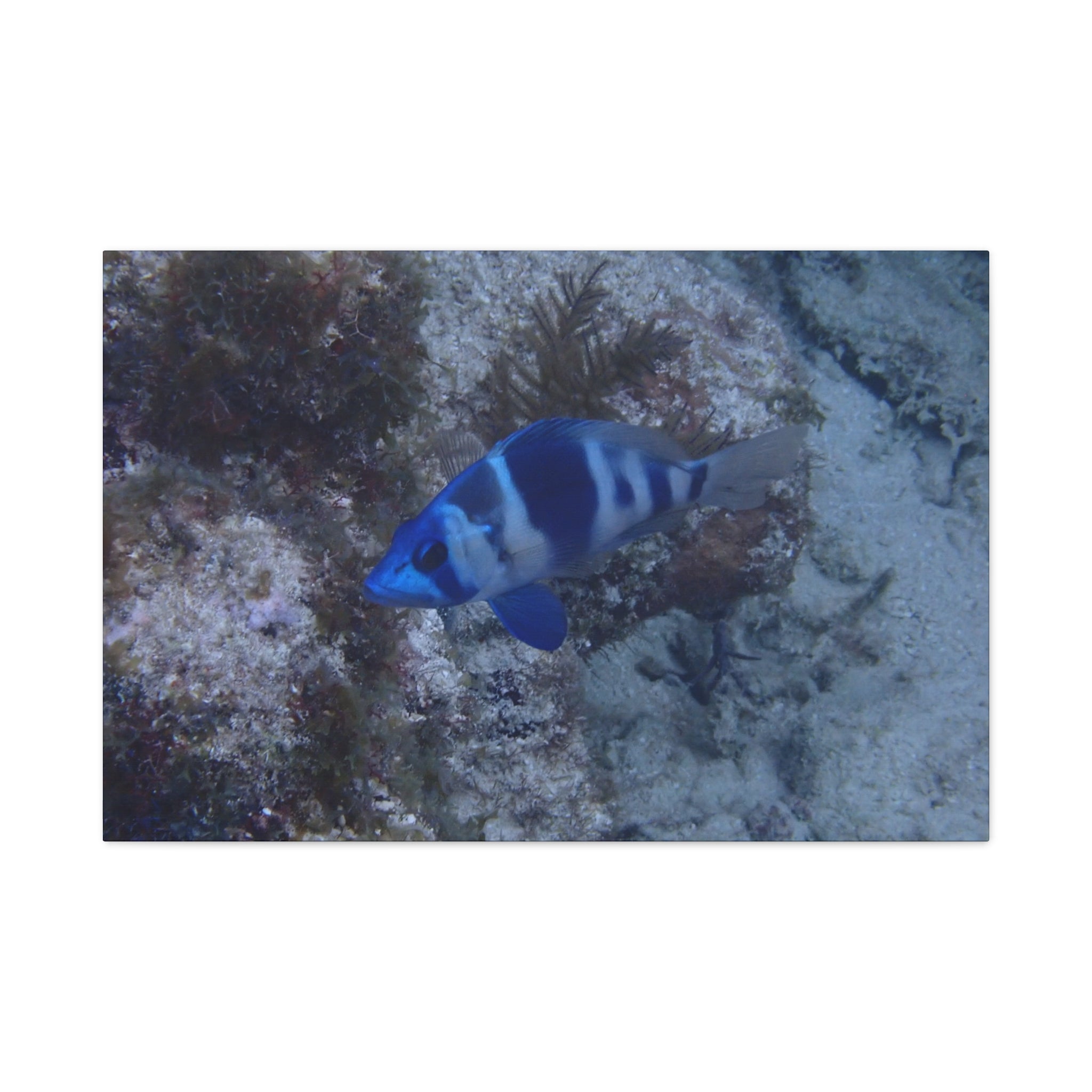 Indigo Hamlet Canvas Print — Underwater Matte Stretched Wall Art