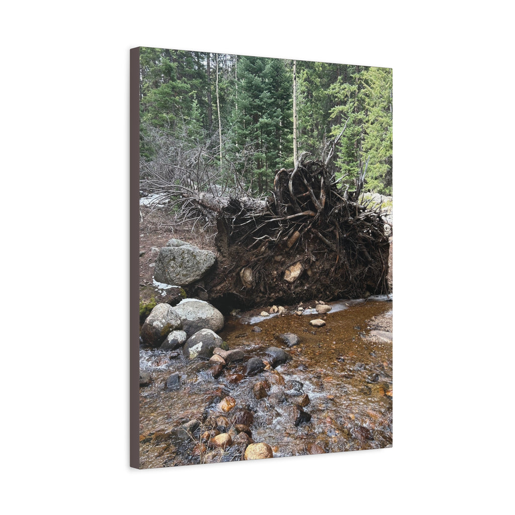 Riverbank Forest Canvas Print – Matte Stretched Wall Art (1.25")