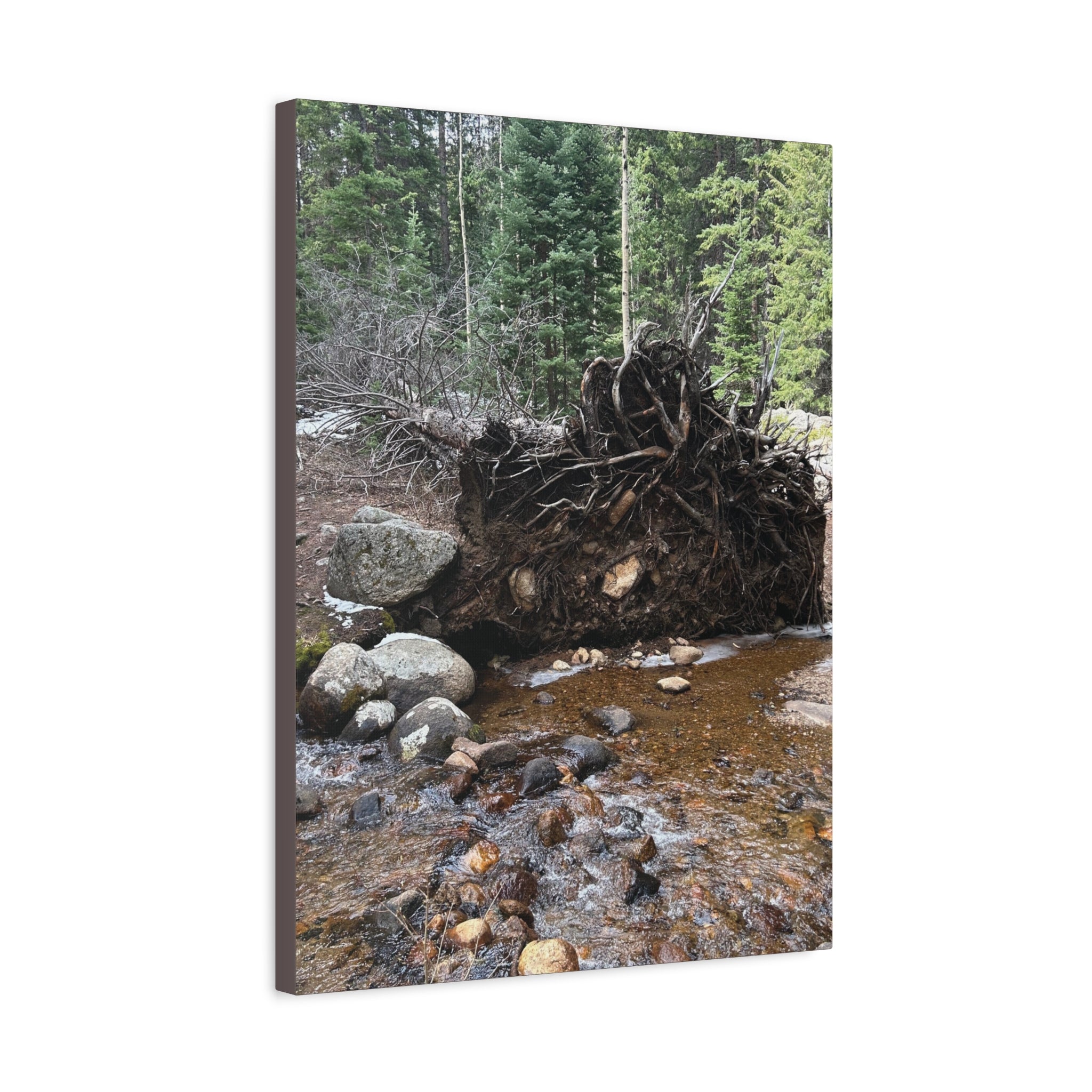 Riverbank Forest Canvas Print – Matte Stretched Wall Art (1.25")
