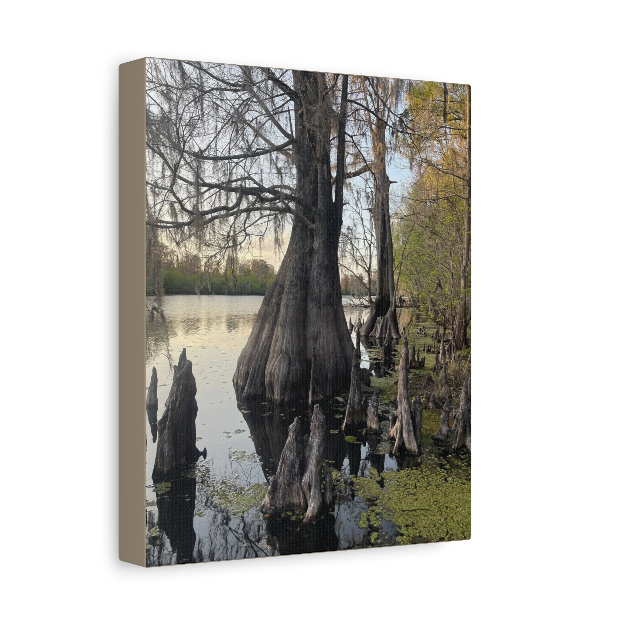 Swamp Matte Stretched Canvas