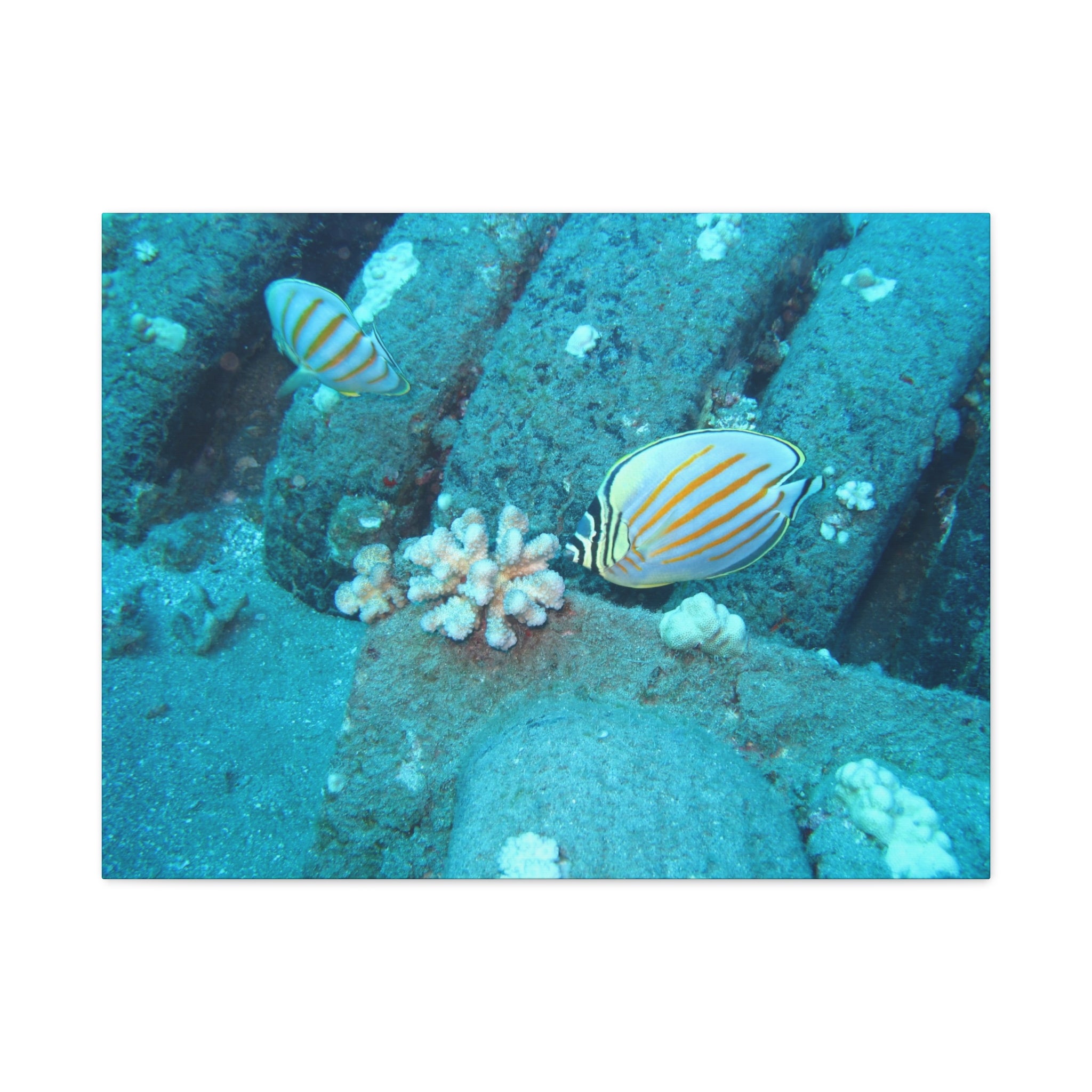 Tropical Butterflyfish Canvas Print — Underwater Coral Reef Wall Art
