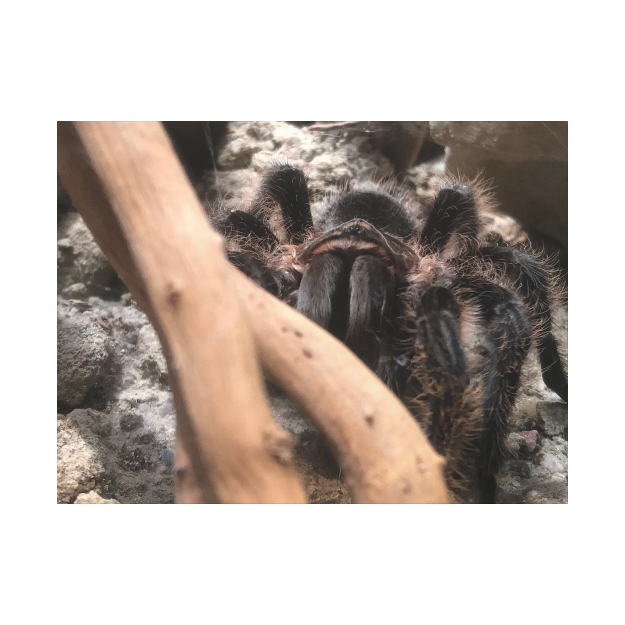 Tarantula Staredown Matte Canvas Print — Naturalistic Arachnid Wall Art