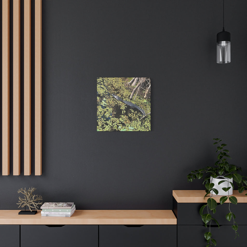 Alligator Photography Canvas Print — Matte Stretched Wall Art