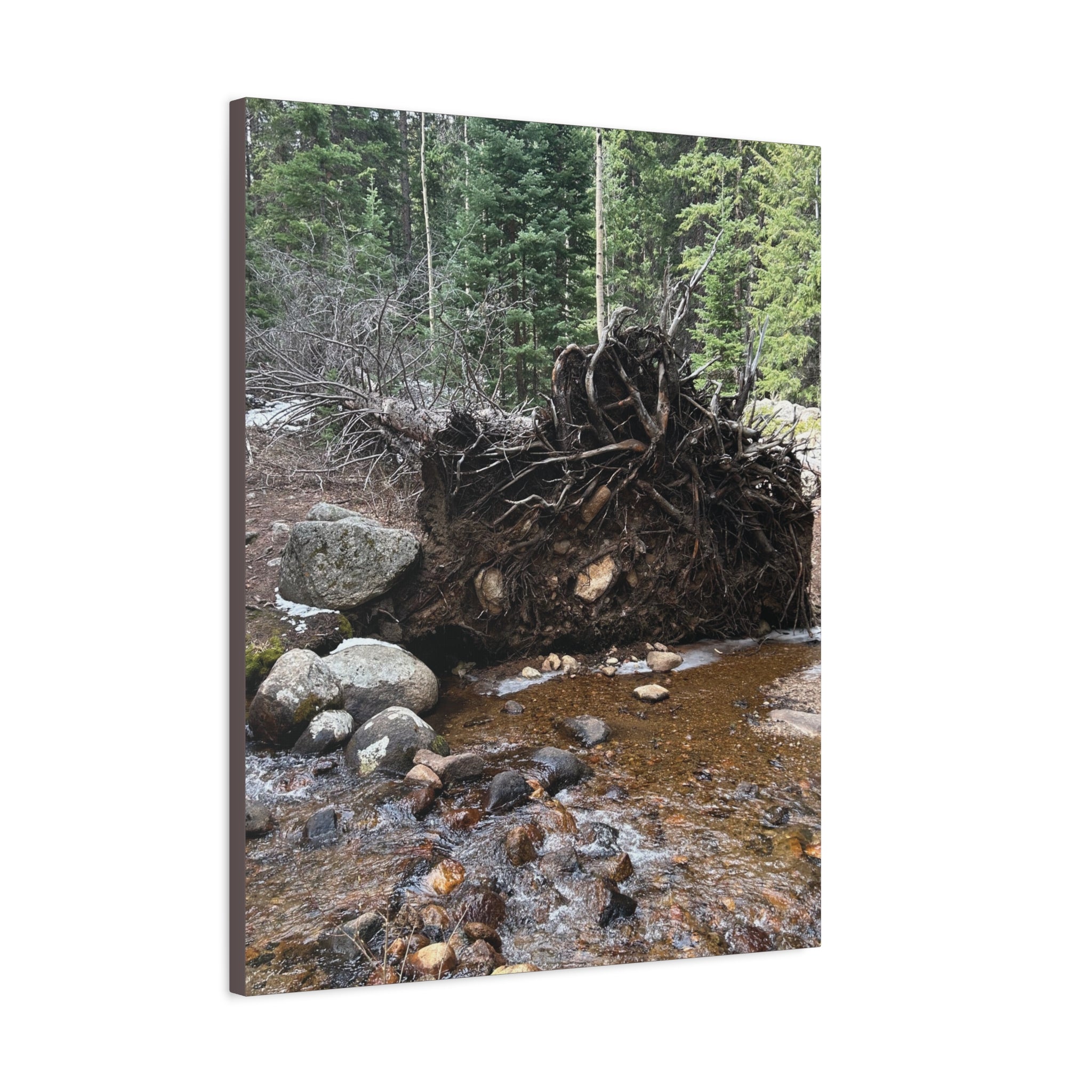 Riverbank Forest Canvas Print – Matte Stretched Wall Art (1.25")
