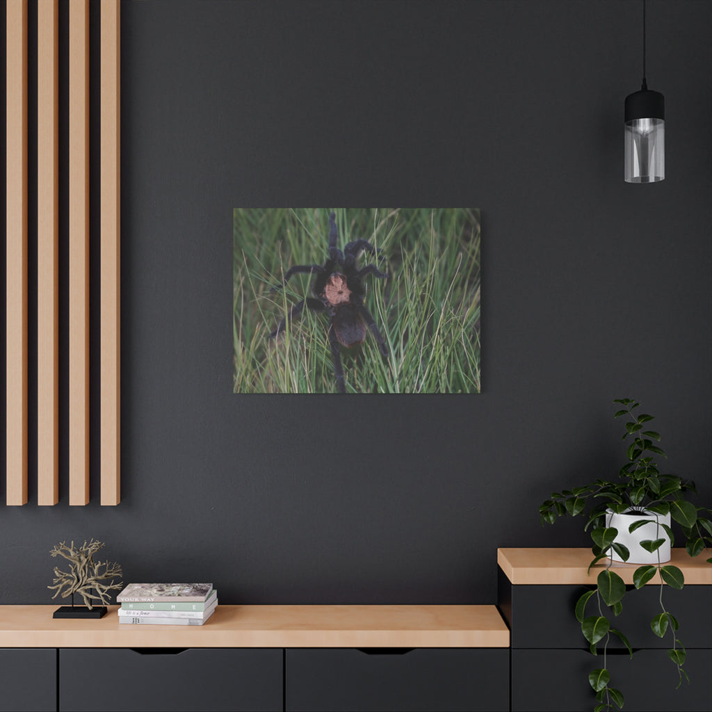Roaming Tarantula Wall Art Canvas - Realistic Spider Photography on Matte Stretched Canvas