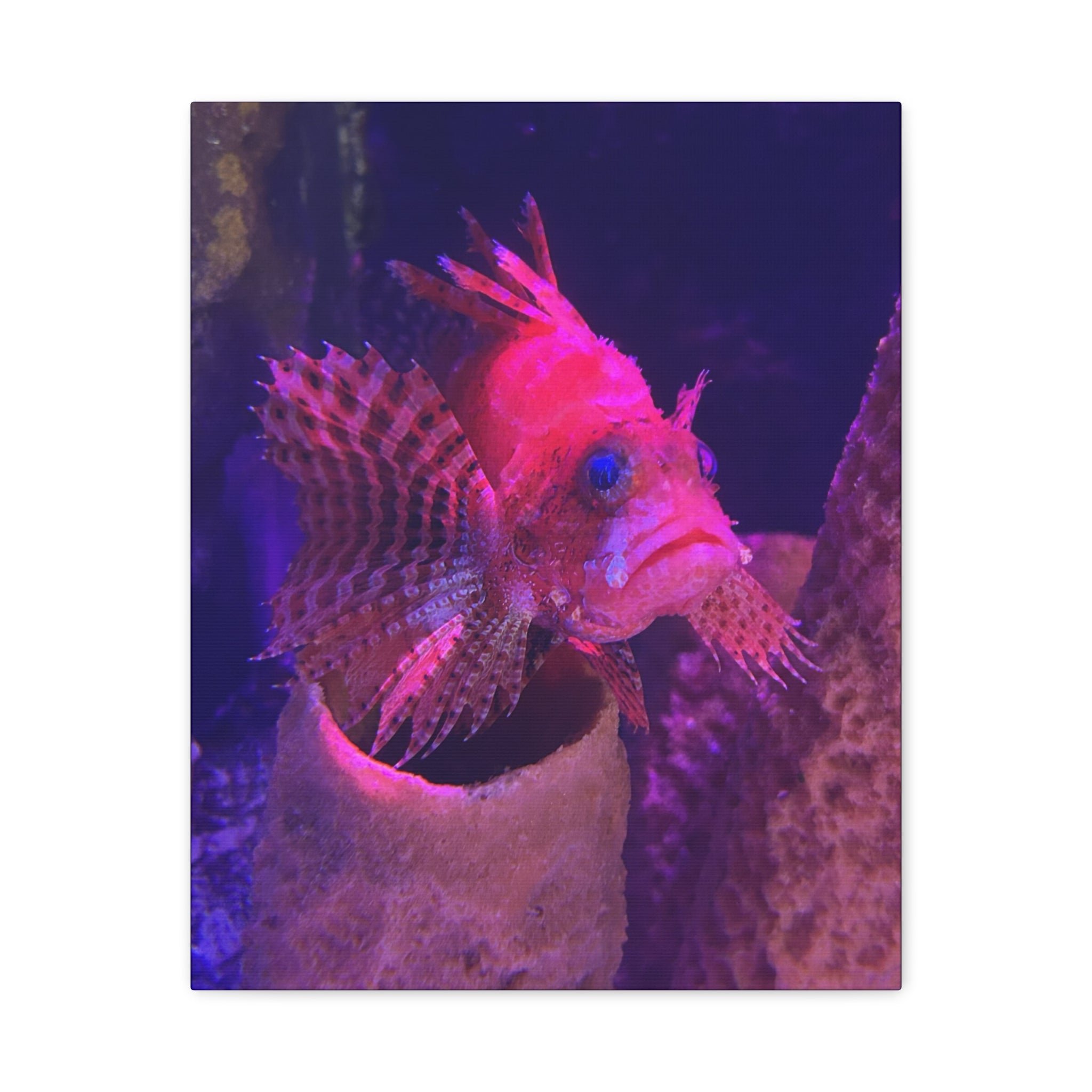 Fuzzy Dwarf Lionfish Canvas Print — Vibrant Marine Wall Art (1.25" Stretched)