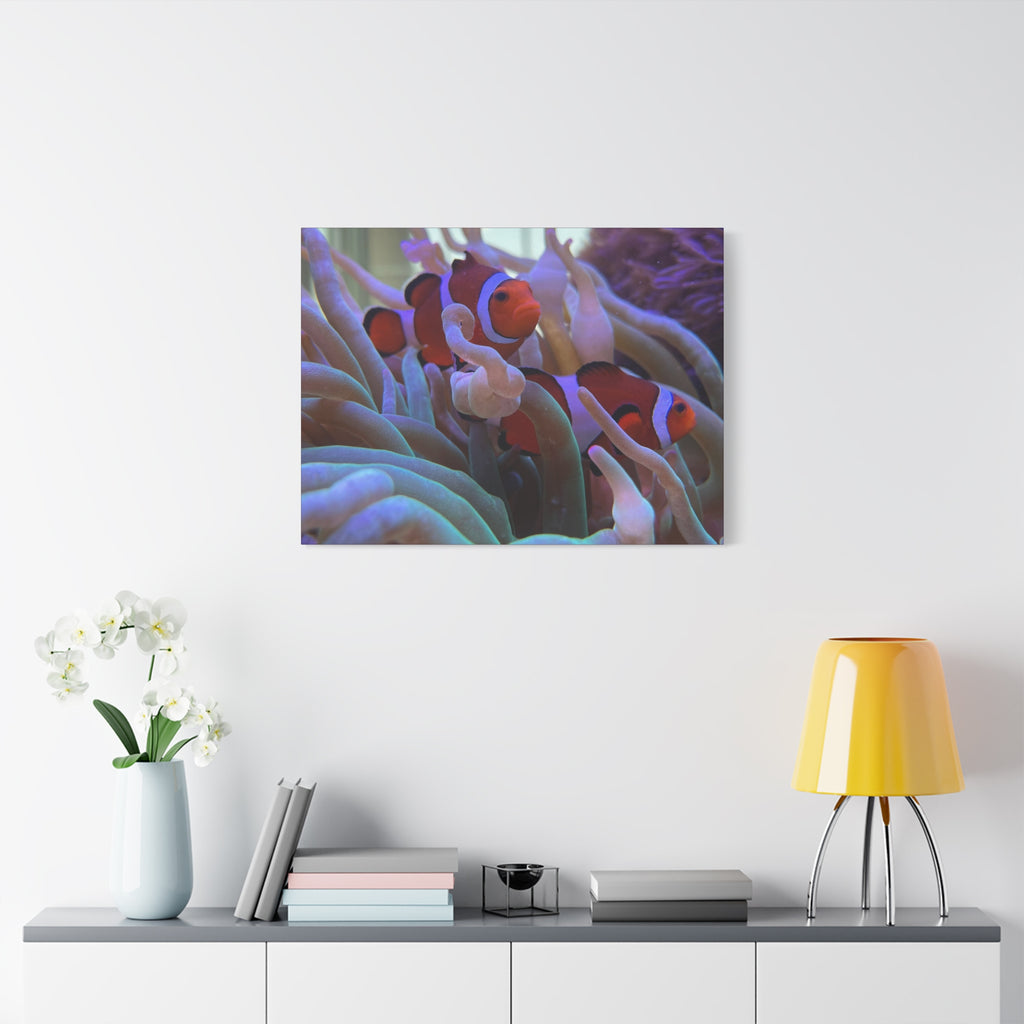 Clownfish Reef Matte Stretched Canvas Wall Art