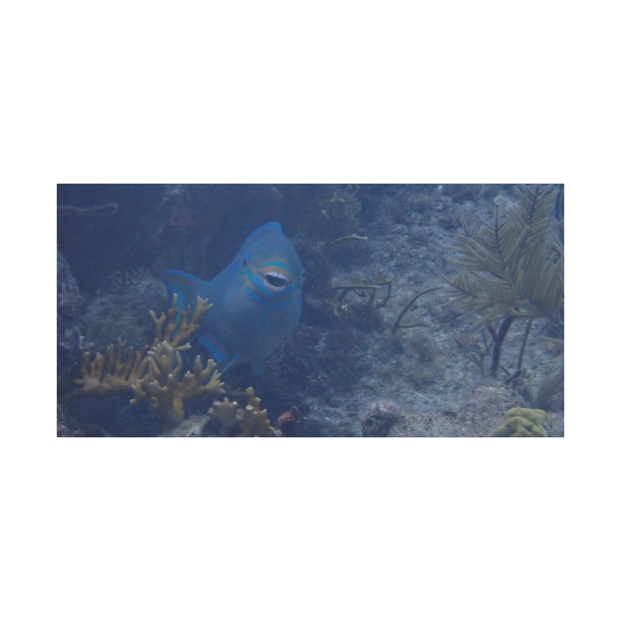 Underwater Parrotfish Canvas Print — Tropical Reef Wall Art