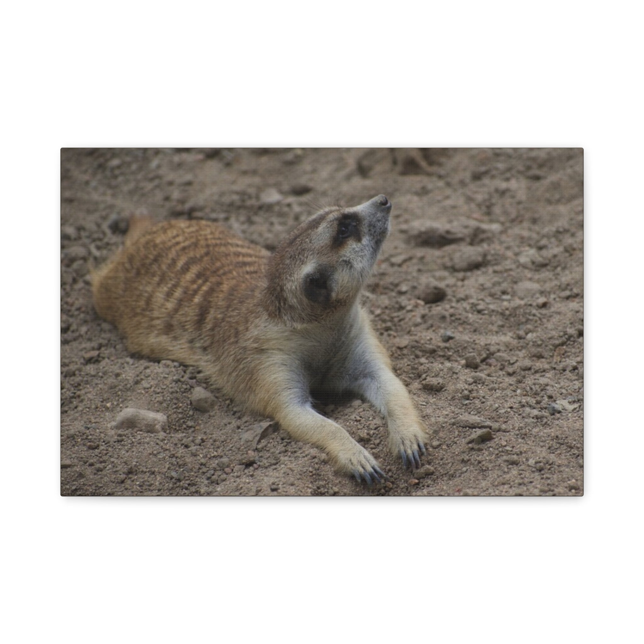 Meerkat Stretch Canvas Wall Art – Relaxed Desert Wildlife Print