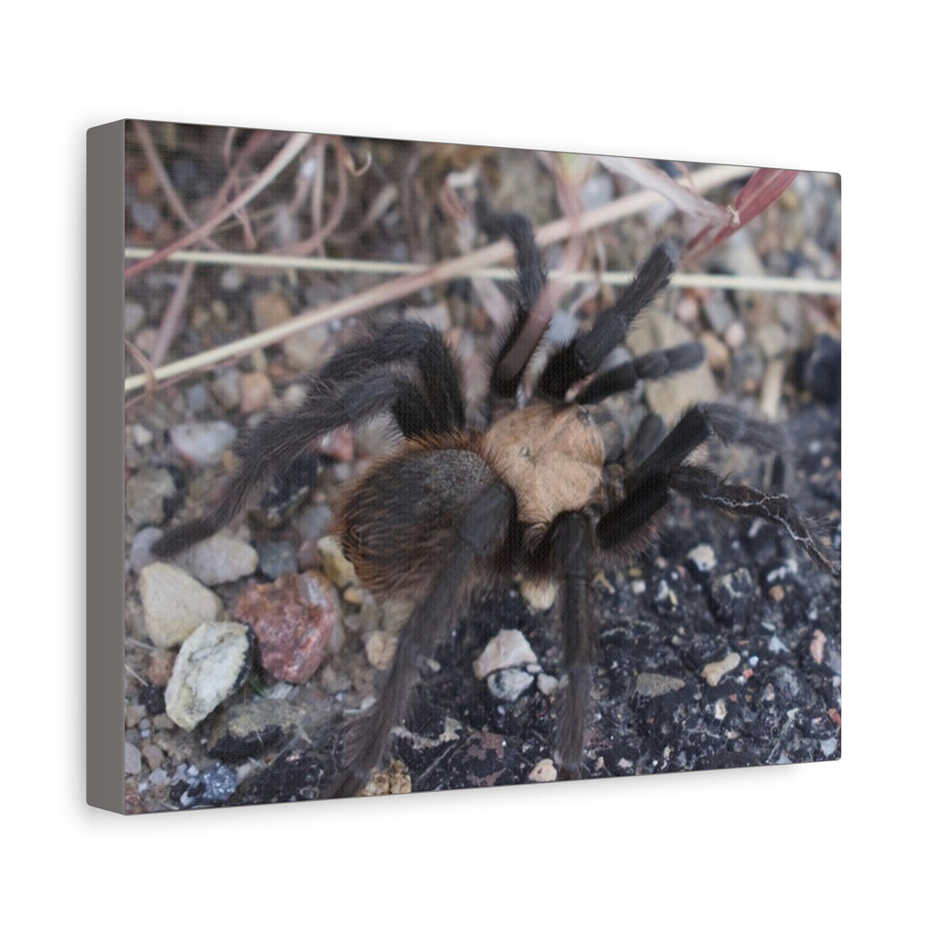 Tarantula Canvas Print — Matte Stretched Wall Art