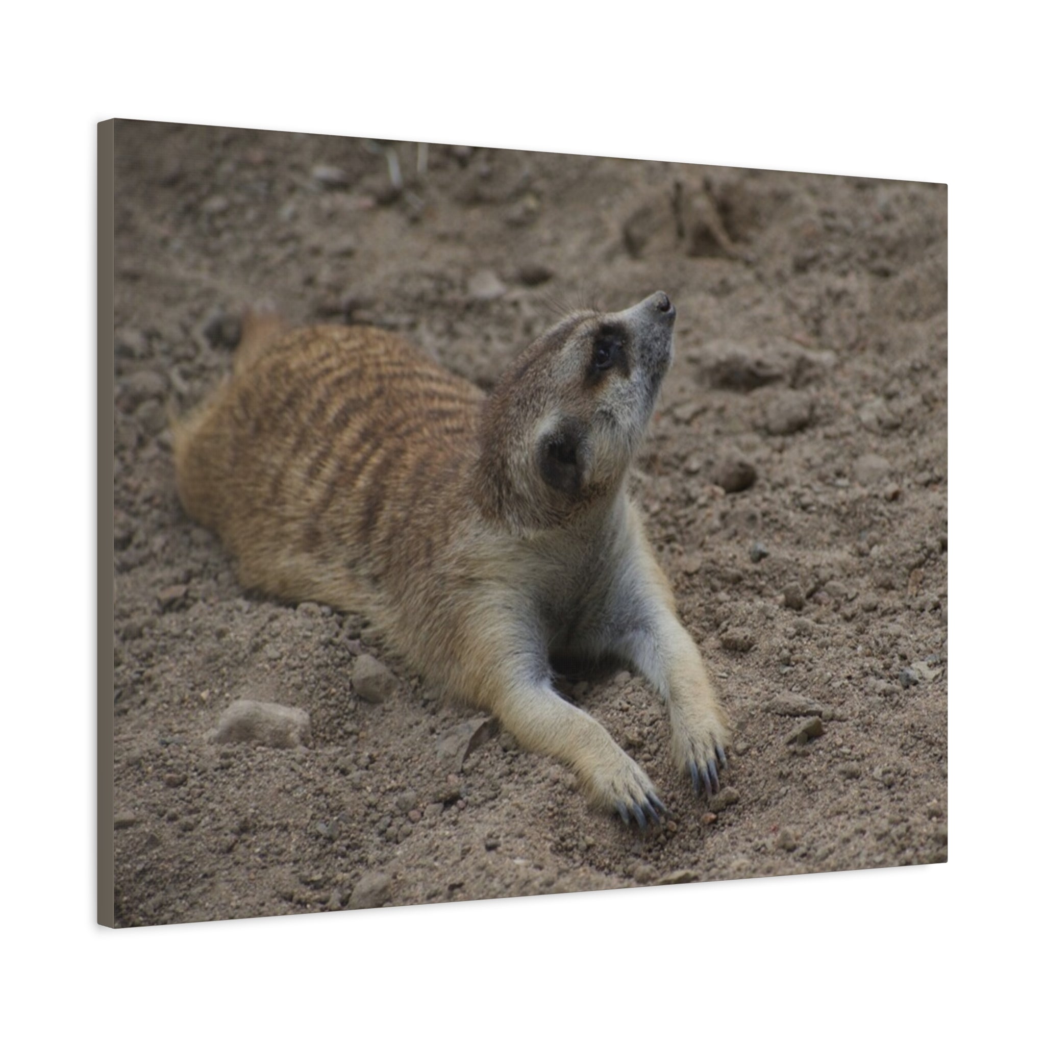 Meerkat Stretch Canvas Wall Art – Relaxed Desert Wildlife Print