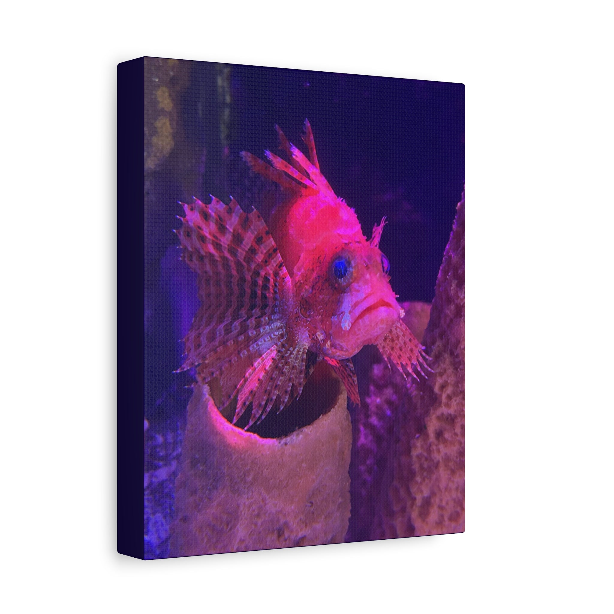 Fuzzy Dwarf Lionfish Canvas Print — Vibrant Marine Wall Art (1.25" Stretched)