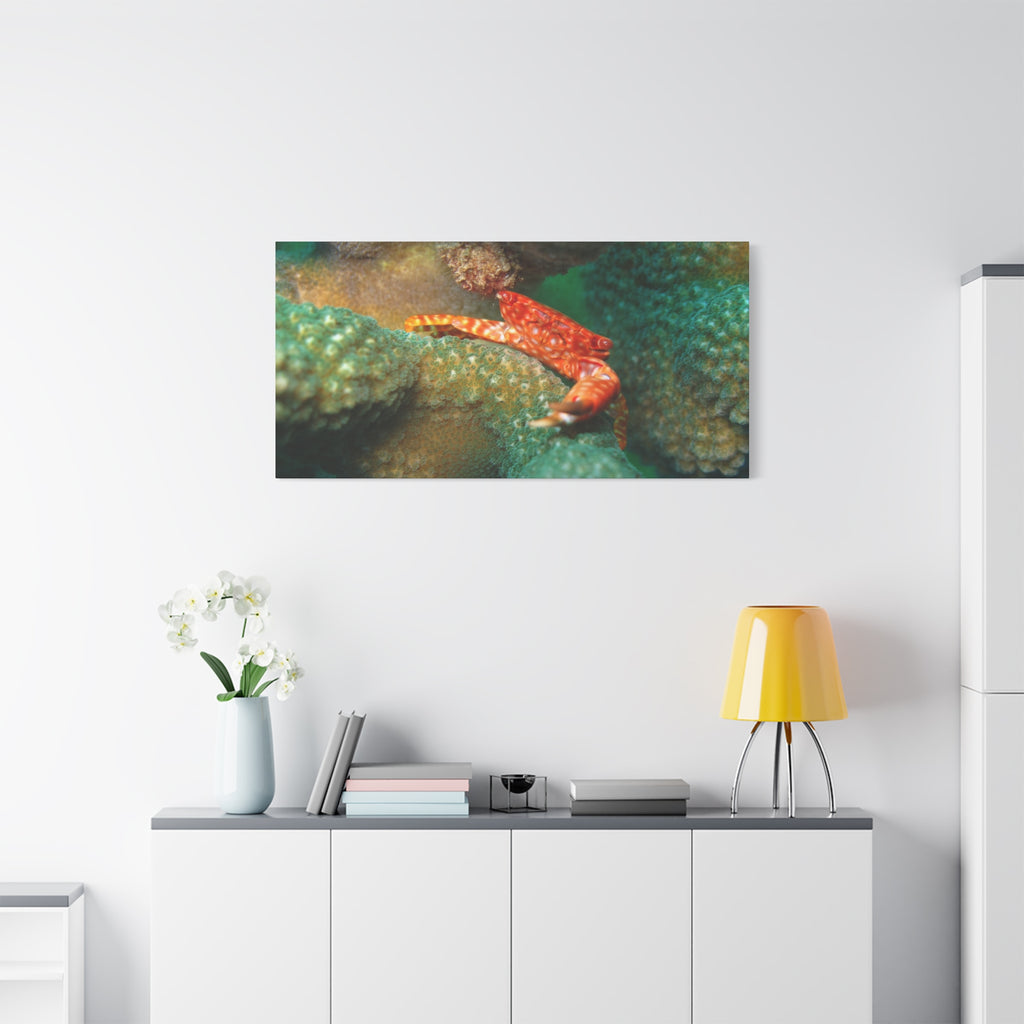Coral Reef Crab Matte Canvas Print — Underwater Marine Wall Art