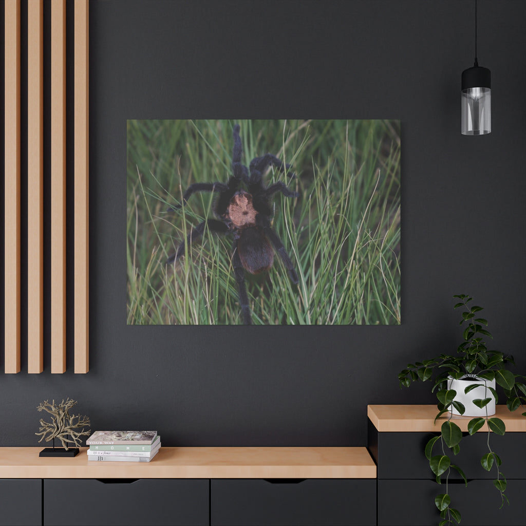 Roaming Tarantula Wall Art Canvas - Realistic Spider Photography on Matte Stretched Canvas