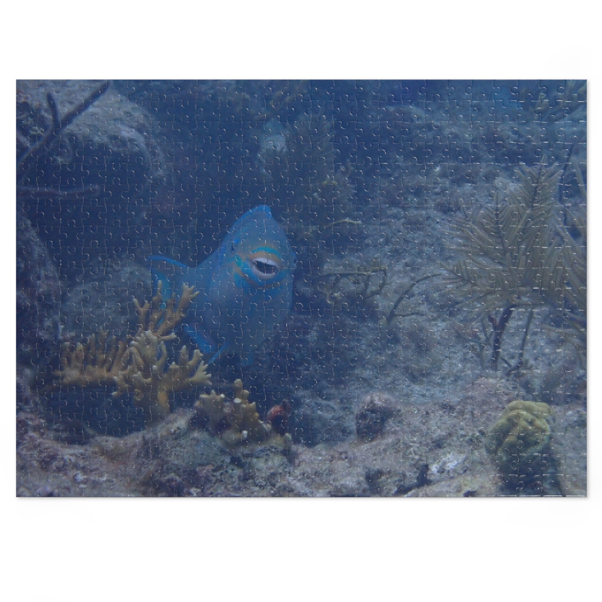 Smiling Parrotfish Jigsaw Puzzle with Tin – Ocean Reef Puzzle Gift