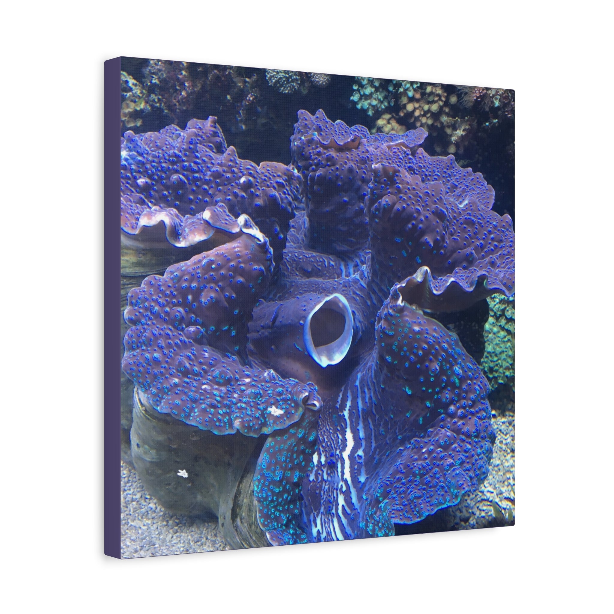 Blue Tridacna Clam Matte Canvas Print — Vibrant Ocean Coral Wall Art