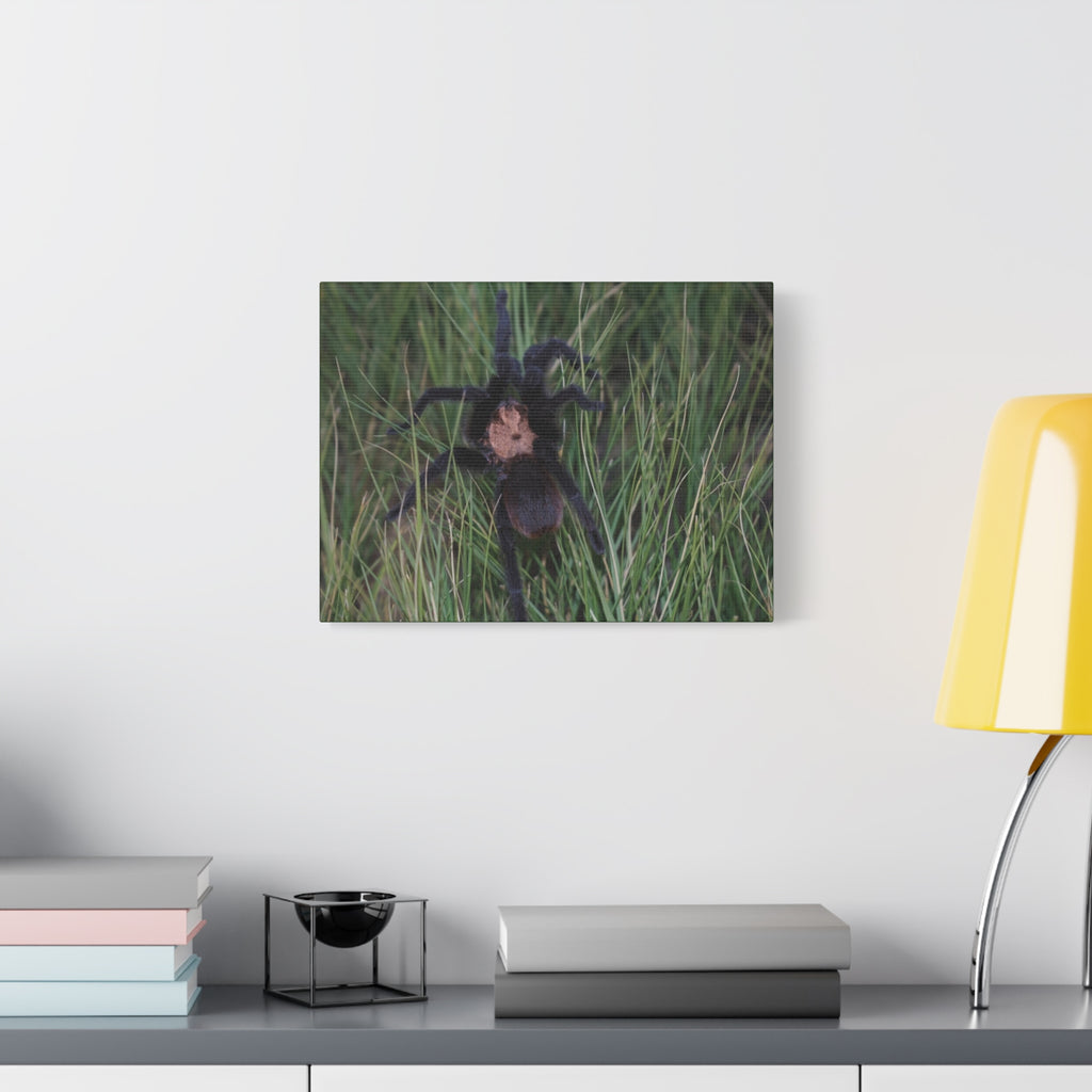 Roaming Tarantula Wall Art Canvas - Realistic Spider Photography on Matte Stretched Canvas