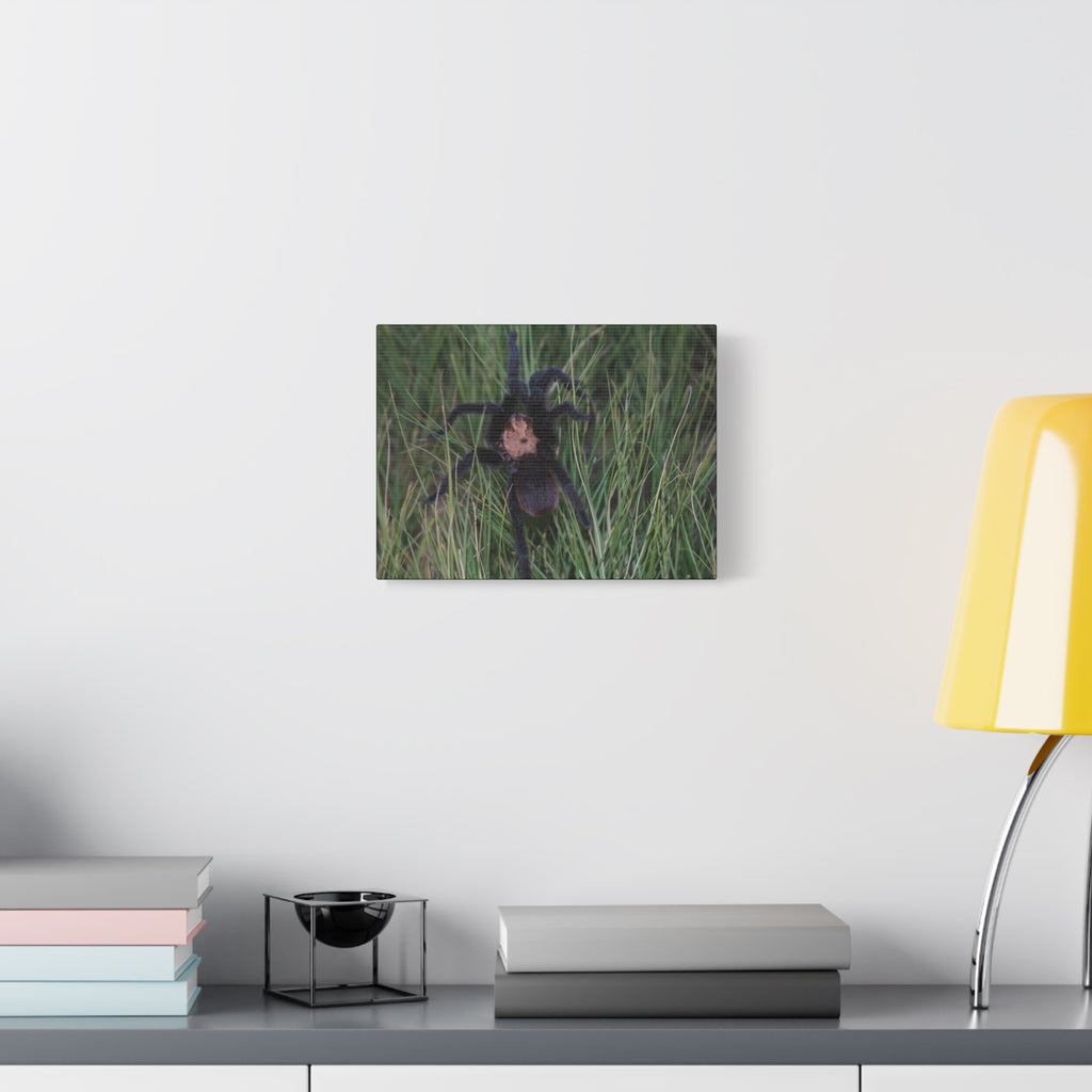 Roaming Tarantula Wall Art Canvas - Realistic Spider Photography on Matte Stretched Canvas