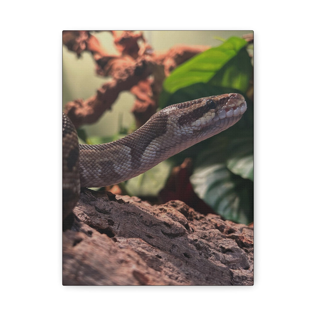 Ball Python Wildlife Matte Stretched Canvas Print — Reptile Wall Art