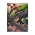 Ball Python Wildlife Matte Stretched Canvas Print — Reptile Wall Art