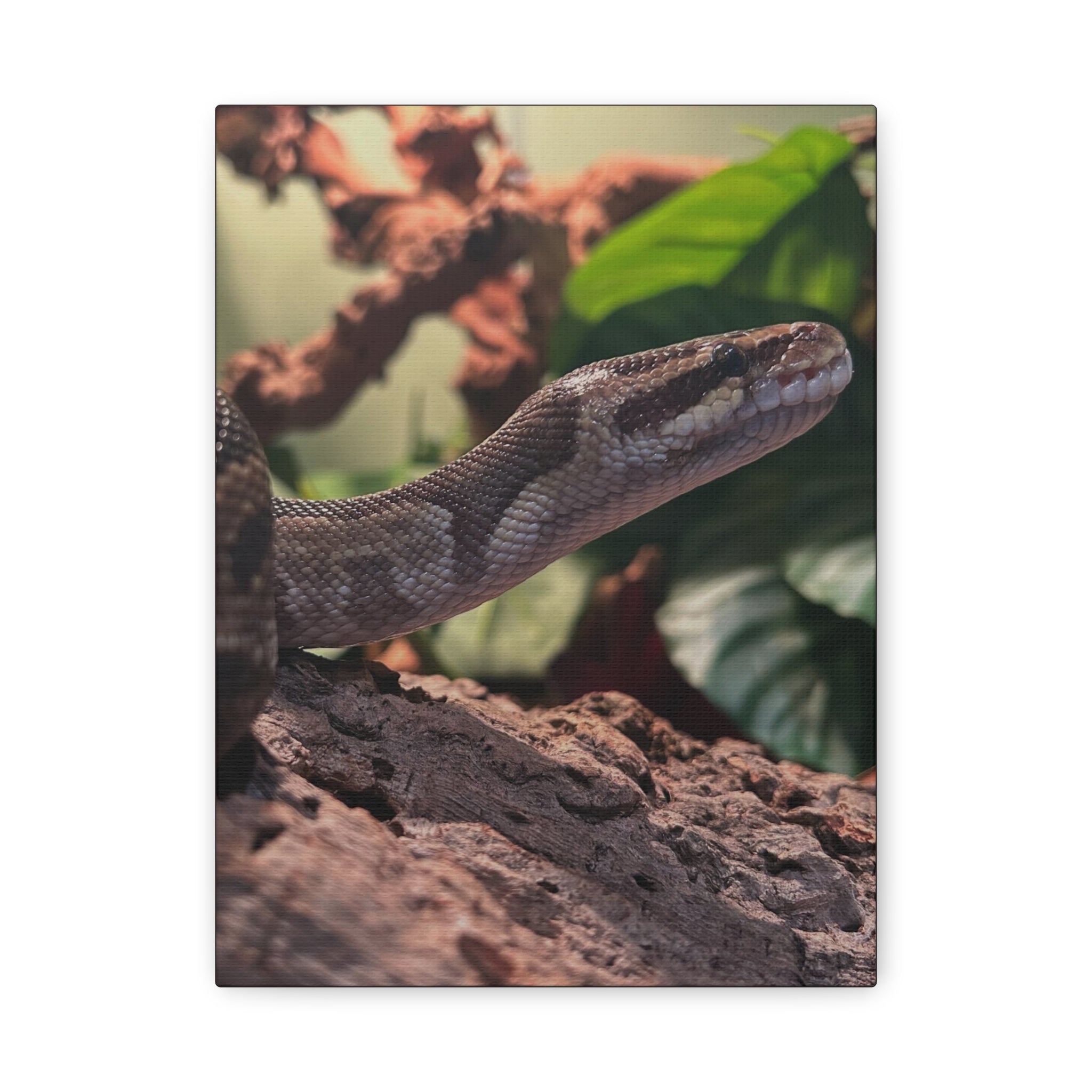 Ball Python Wildlife Matte Stretched Canvas Print — Reptile Wall Art