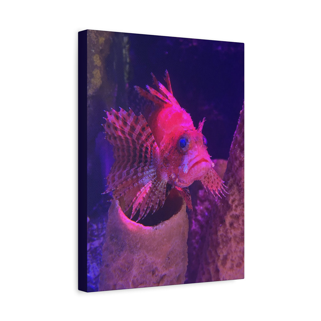 Fuzzy Dwarf Lionfish Canvas Print — Vibrant Marine Wall Art (1.25" Stretched)