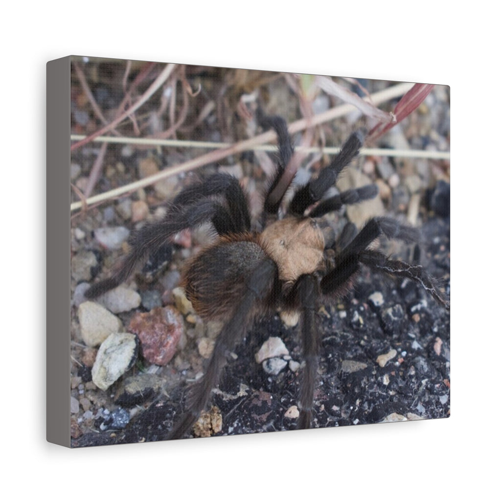 Tarantula Canvas Print — Matte Stretched Wall Art