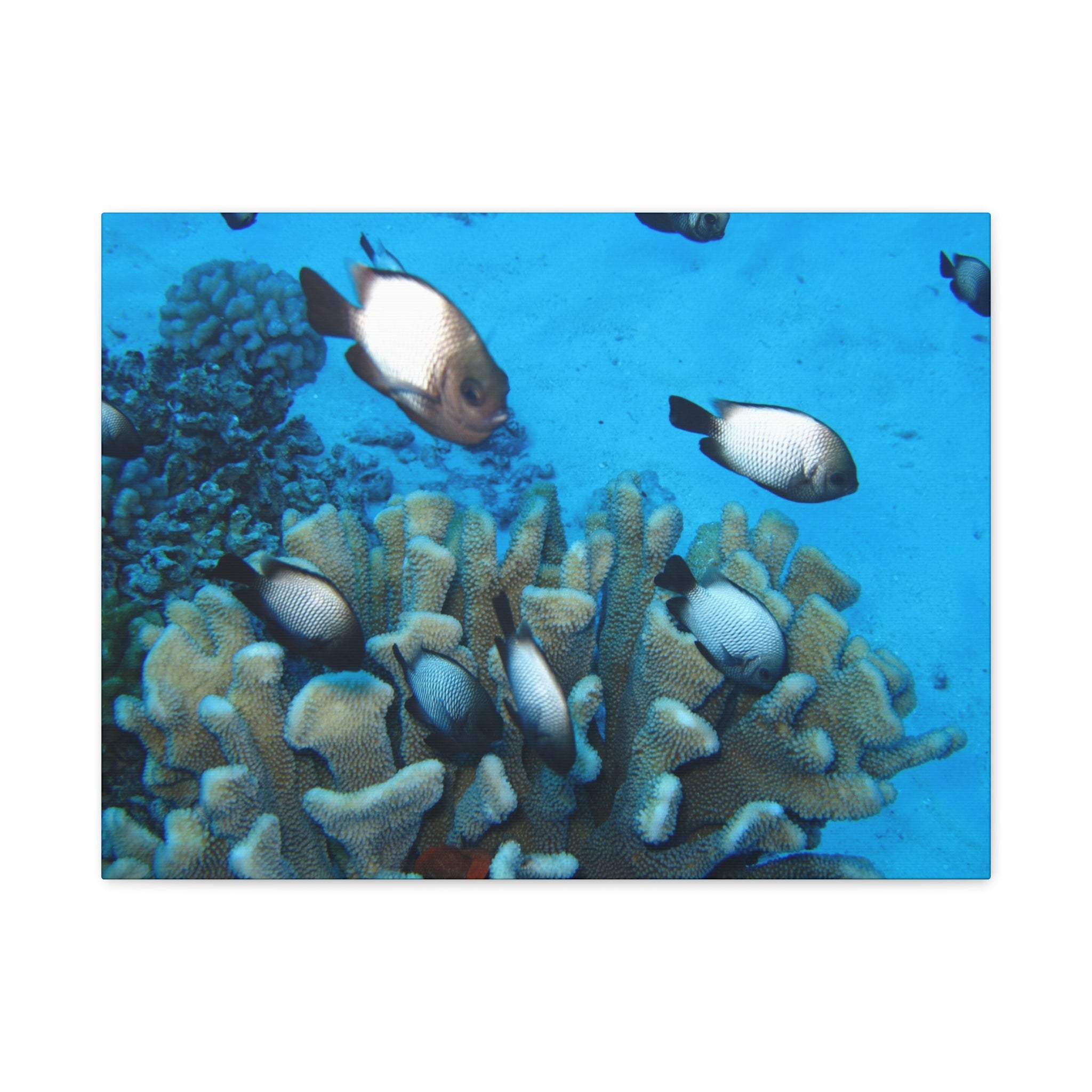 Underwater Coral Reef Canvas Wall Art — Tropical Fish Matte Stretched Canvas