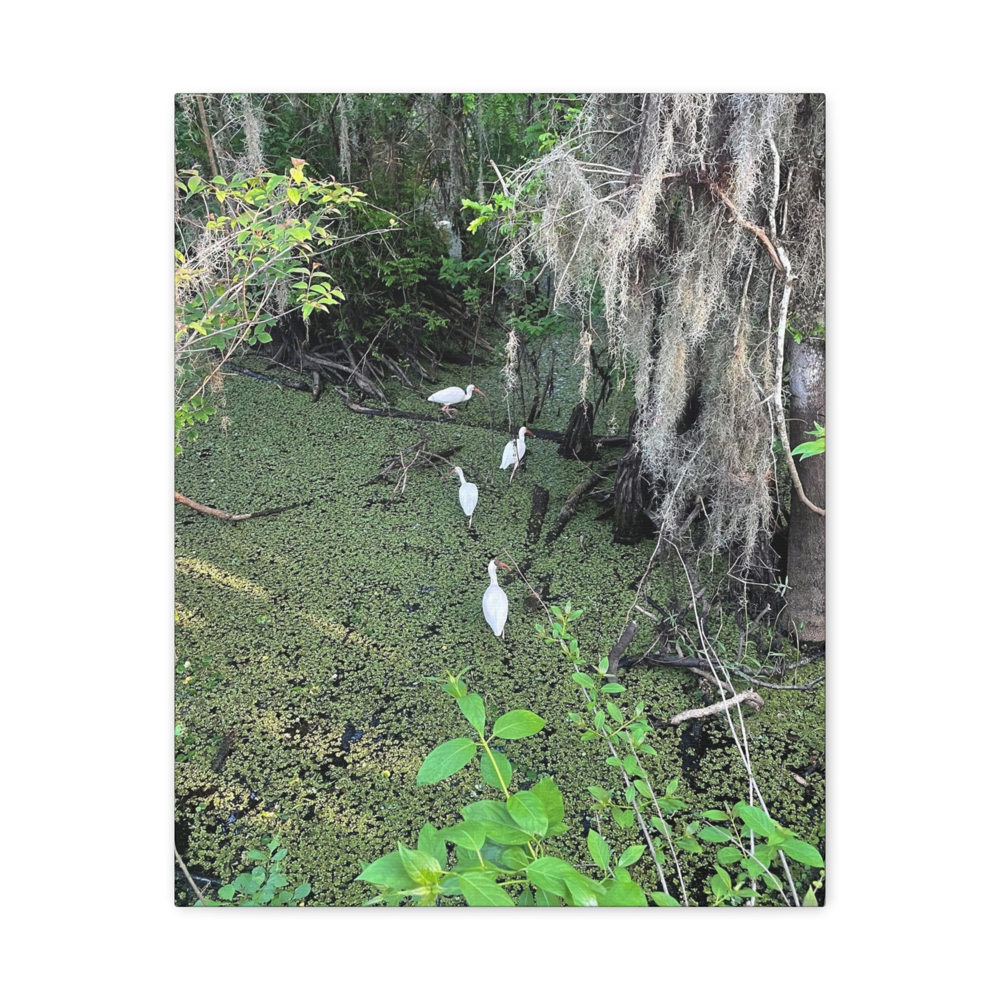 Swamp Egrets Canvas Print — Matte Stretched Nature Wall Art