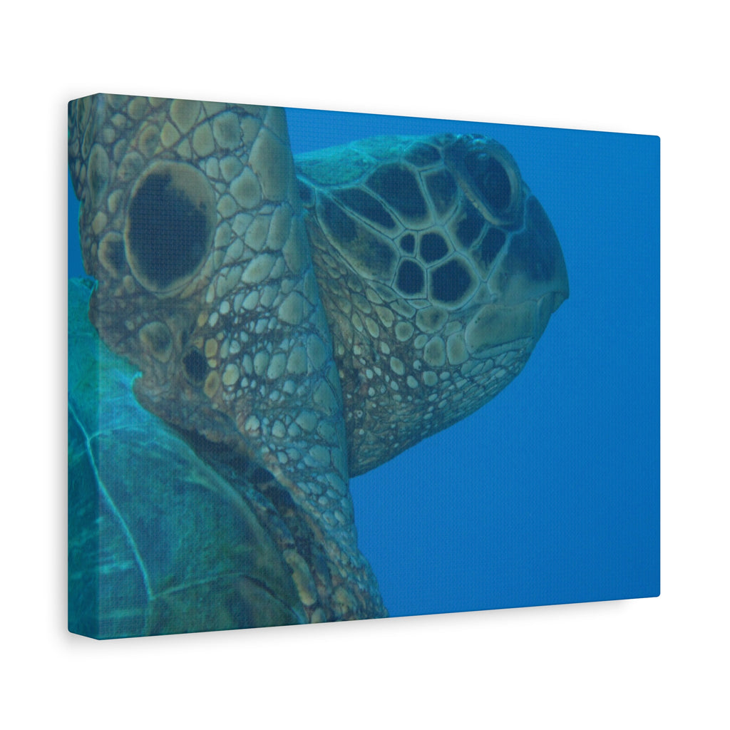 Green Sea Turtle Wall Canvas — Matte Stretched Ocean Photography Art