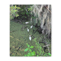 Swamp Egrets Canvas Print — Matte Stretched Nature Wall Art