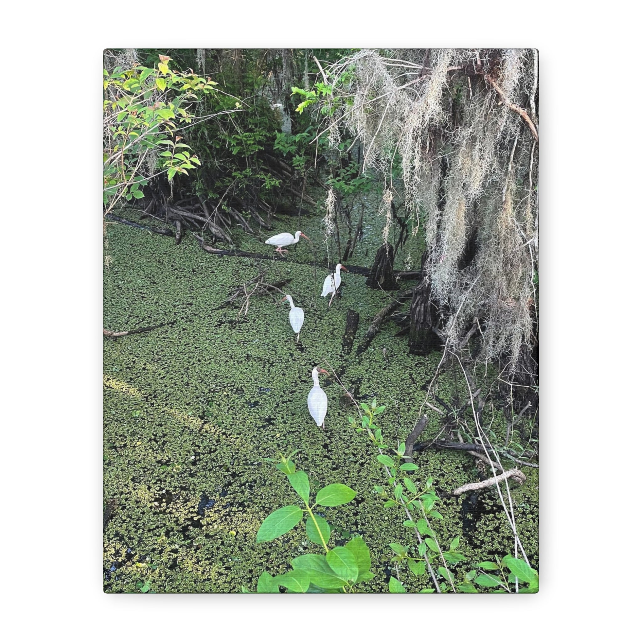 Swamp Egrets Canvas Print — Matte Stretched Nature Wall Art