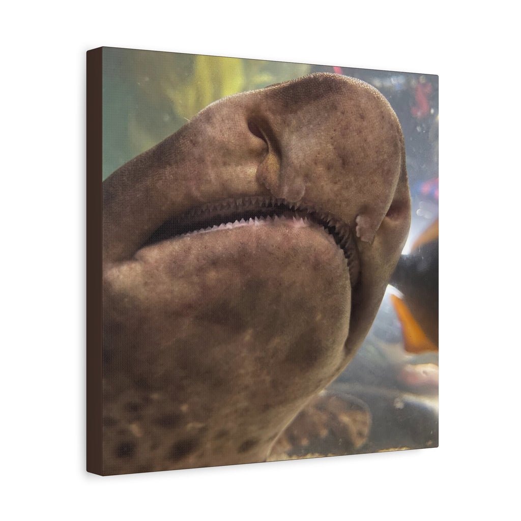Swell Shark Close-Up Matte Canvas Print — Stretched 1.25" Wall Art