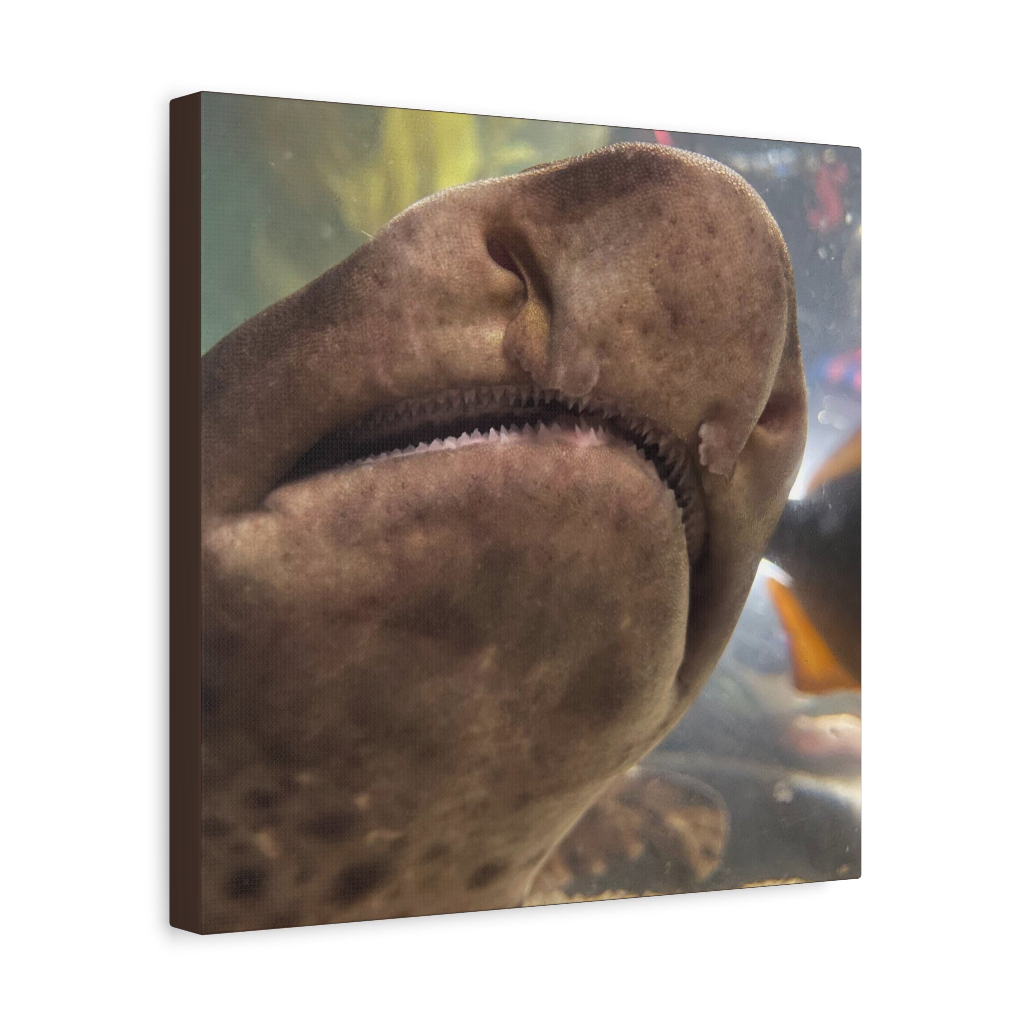 Swell Shark Close-Up Matte Canvas Print — Stretched 1.25" Wall Art
