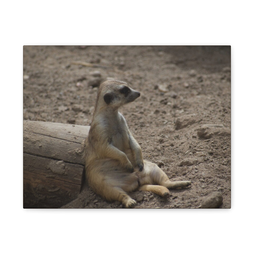 Relaxed Meerkat Matte Canvas Wall Art — Cute Animal Photo Print