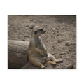 Relaxed Meerkat Matte Canvas Wall Art — Cute Animal Photo Print