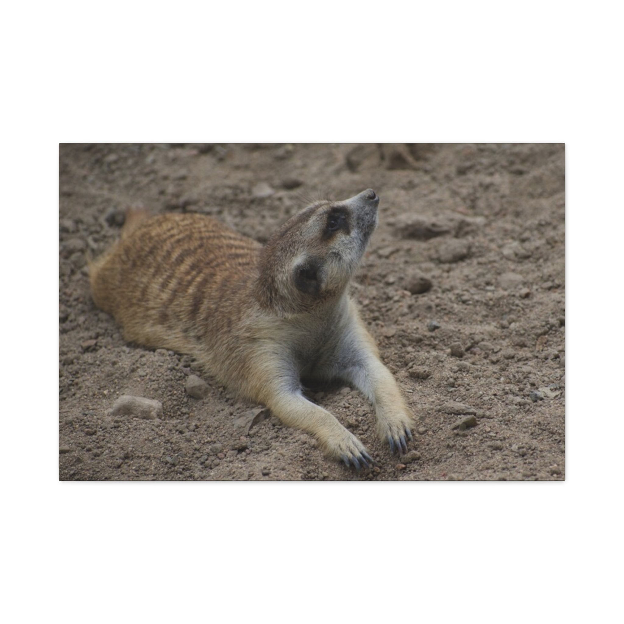 Meerkat Stretch Canvas Wall Art – Relaxed Desert Wildlife Print