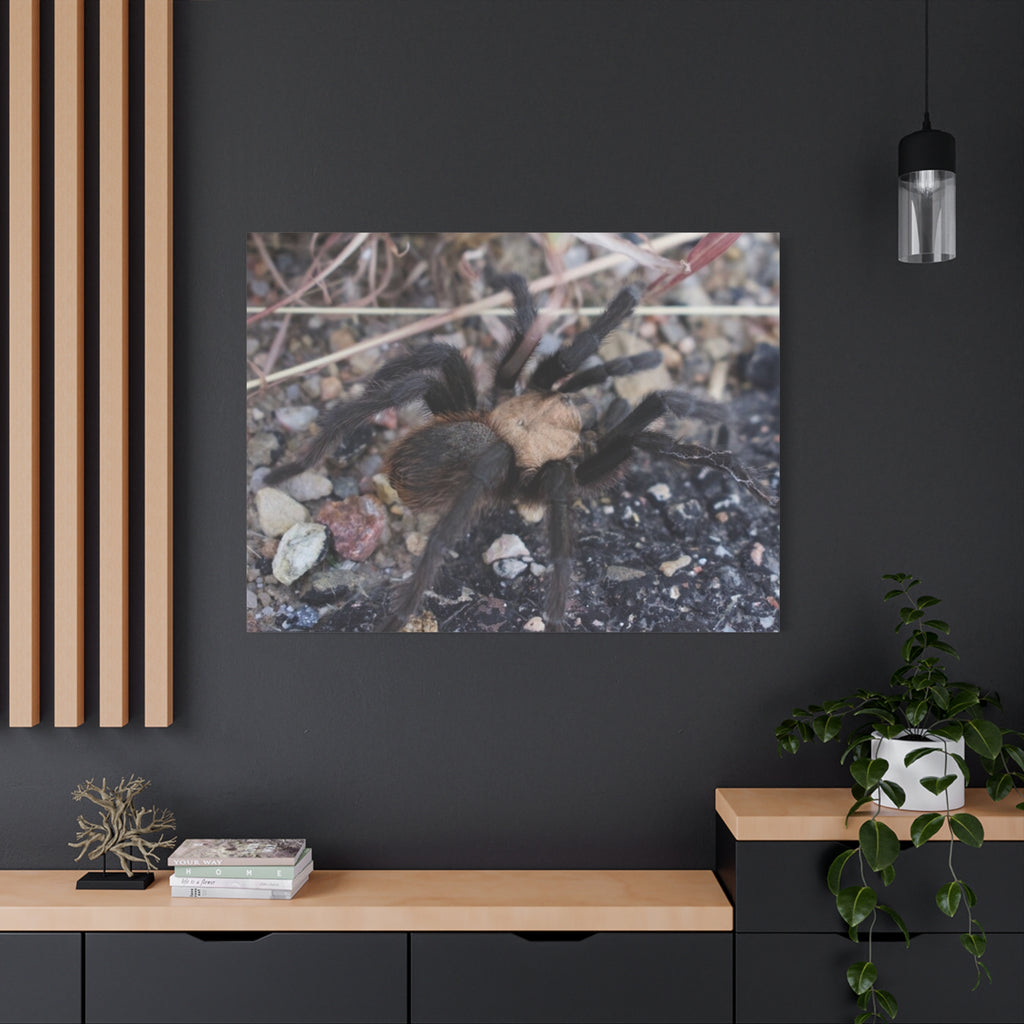Tarantula Canvas Print — Matte Stretched Wall Art