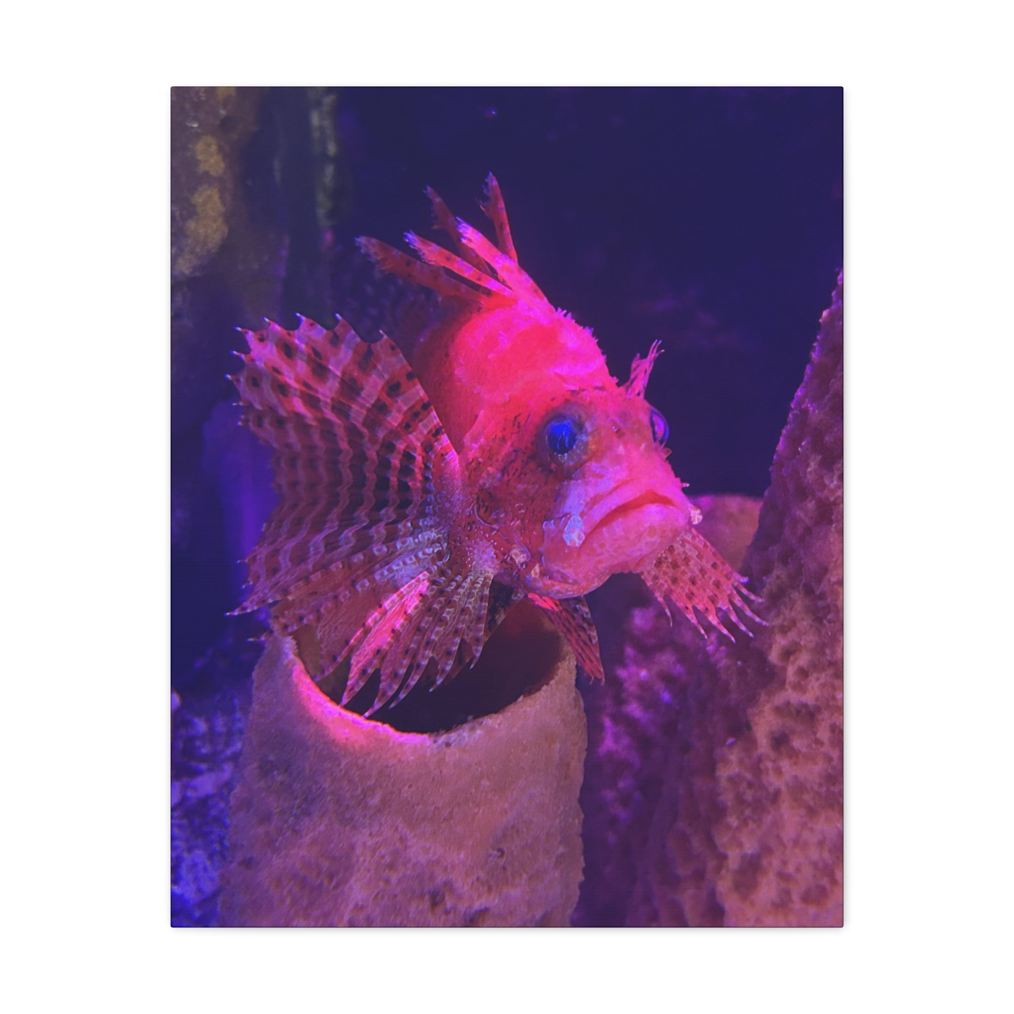 Fuzzy Dwarf Lionfish Canvas Print — Vibrant Marine Wall Art (1.25" Stretched)
