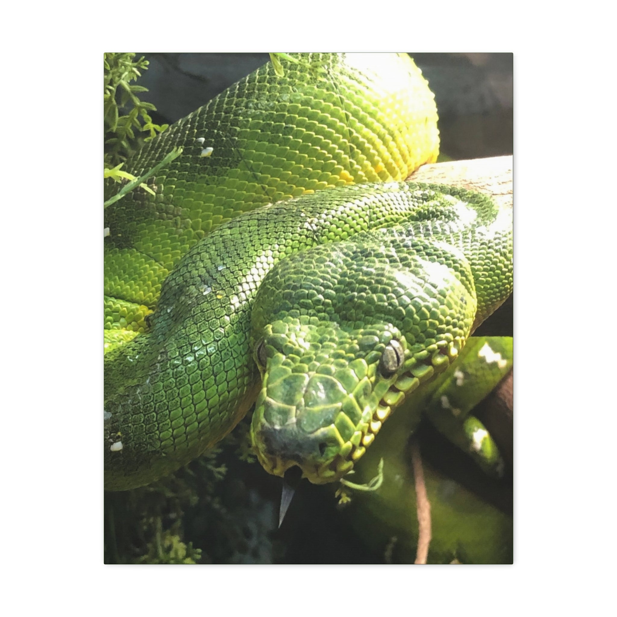 Green Tree Python Canvas Print — Tropical Snake Wall Art (Matte Stretched)