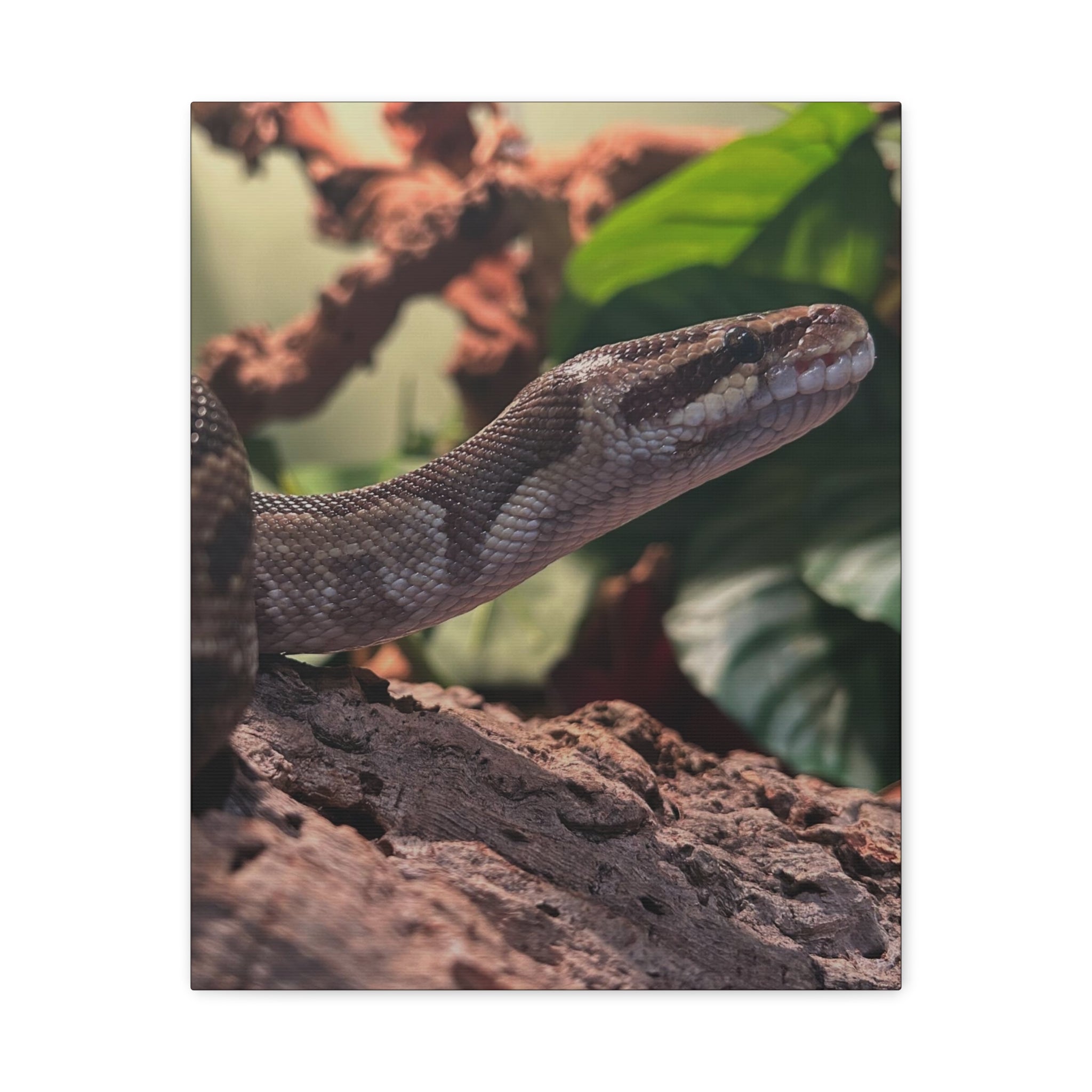 Ball Python Wildlife Matte Stretched Canvas Print — Reptile Wall Art