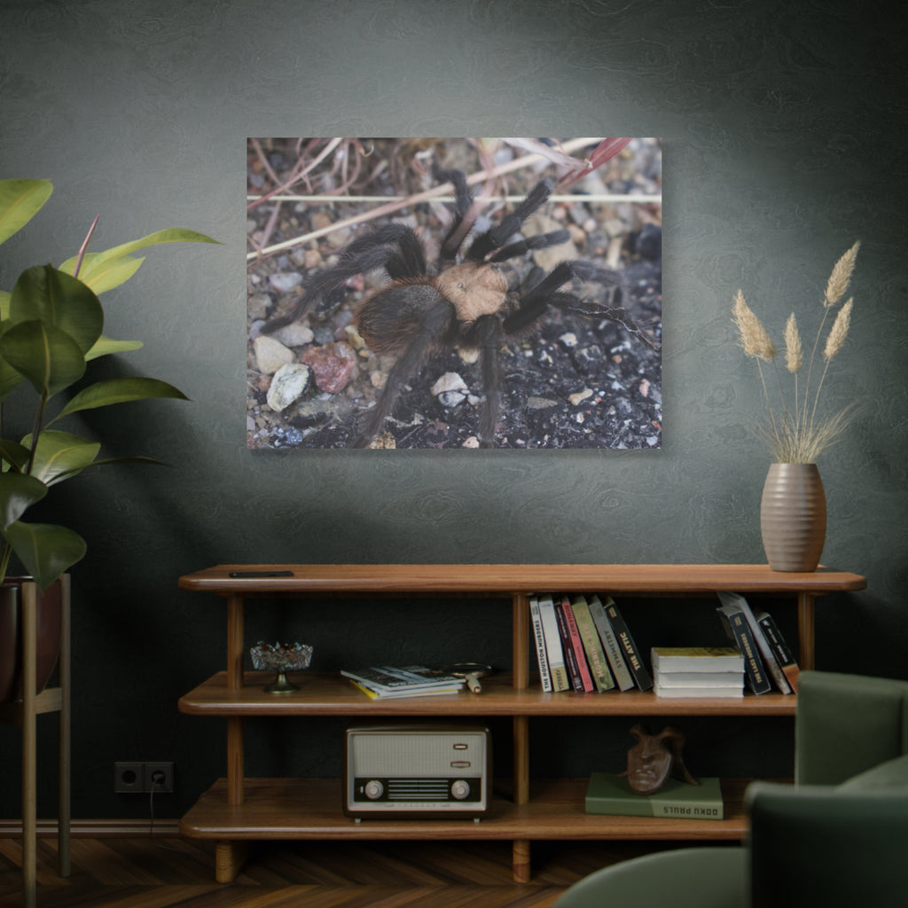 Tarantula Canvas Print — Matte Stretched Wall Art