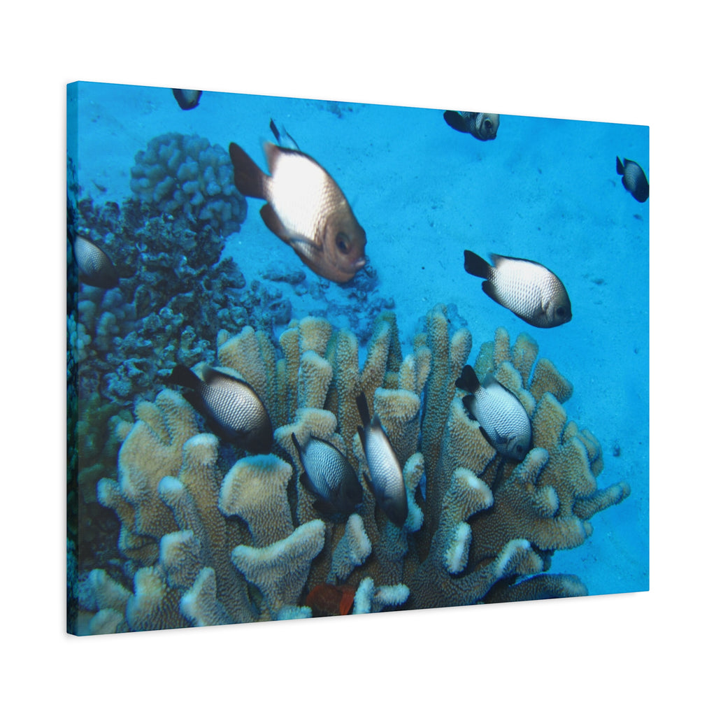 Underwater Coral Reef Canvas Wall Art — Tropical Fish Matte Stretched Canvas