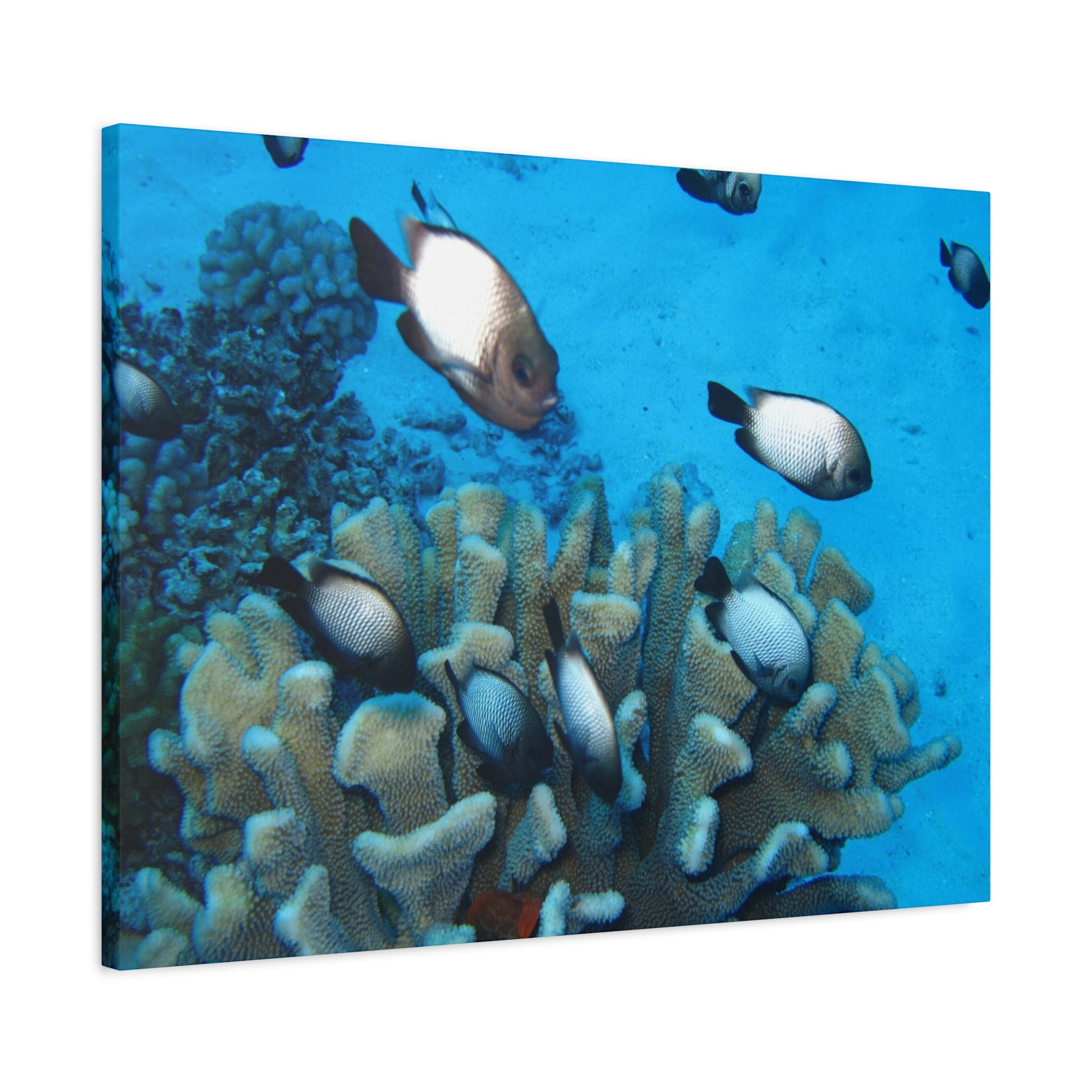 Underwater Coral Reef Canvas Wall Art — Tropical Fish Matte Stretched Canvas