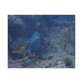 Smiling Parrotfish Jigsaw Puzzle with Tin – Ocean Reef Puzzle Gift