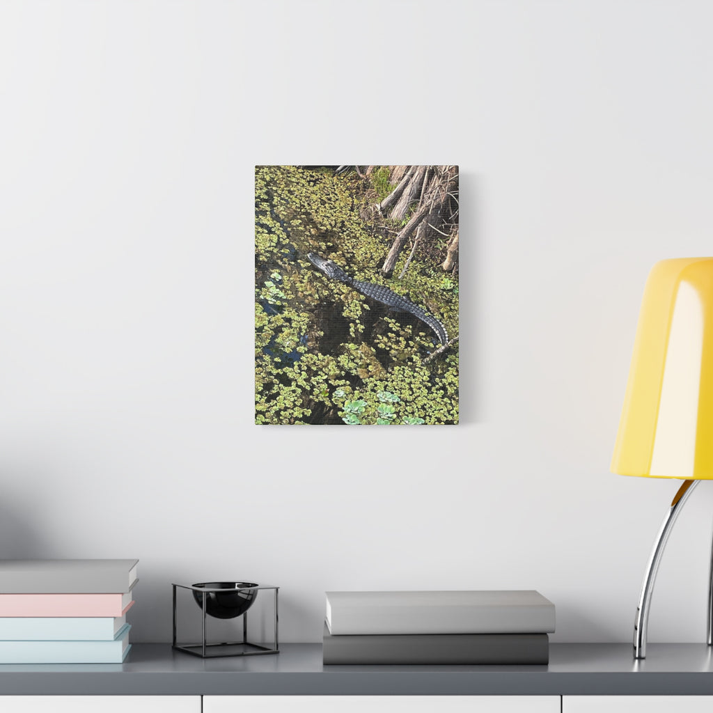 Alligator Photography Canvas Print — Matte Stretched Wall Art